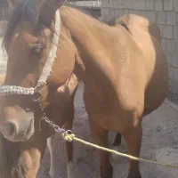 اسب مادیون|حیوانات مزرعه|اندیمشک, |دیوار