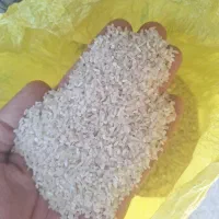 برنج فجر ،نیم دانه فجر