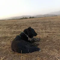 سگ قدر جونی ماده گم شده