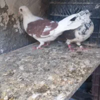 ۱۰ تا کفتر یا کبوتر|پرنده|کرج, آق تپه|دیوار