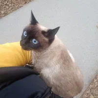 متقاضی سرپرستی گربه
