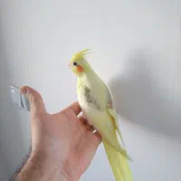 عروس هلندی دوکت و یه کت زعفرونی