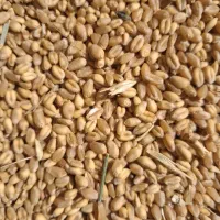 گندم بذری  آبی پیشگام کیلویی ۲۹۰۰۰تومان|گل و گیاه طبیعی|خزل, |دیوار