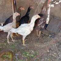 جوجه لاری و خروس لاری در عجب‌شیر