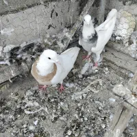 فروشی|پرنده|همدان, |دیوار