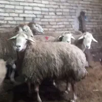 ۷عدد قوچ مغانه پر گوشت