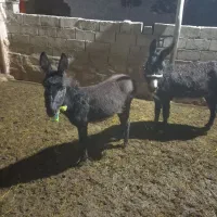 کره خر ماده