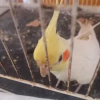 معاوضه عروس هلندی نر با ماده