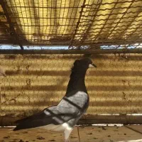 کفتر یا کبوتر طوقی و افغانی|پرنده|ری, عباسآباد|دیوار