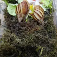 فروش انواع نژاد حلزون مولد طبی|خزنده|رفسنجان, |دیوار