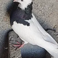 یک عدد کبوتر طوقی سیاه نر|پرنده|مهر, |دیوار