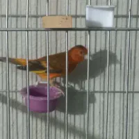 سهره قناری آنتیک