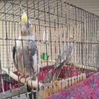 یک جفت عروس هلندی