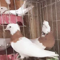 طوقی|پرنده|هشتگرد, شهرک ارم شرقی|دیوار