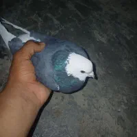 کبوتر شازده