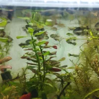 بچه ماهی ( گوپی)|ماهی|اهواز, کوی جانبازان(دانش)|دیوار