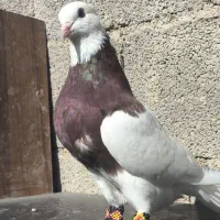 سه عدد طوقی