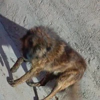 سگ گله ای جوان|سگ|صحنه, |دیوار