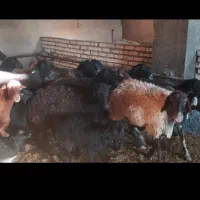 میش شیشک بره دار