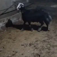 بره قوچ قره چال .پلنگی