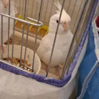 عروس هلندی نر البینو