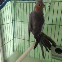 عروس|پرنده|رشت, سلیمانداراب|دیوار