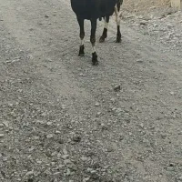 قوچ چینی میش چینی بره قوچ|حیوانات مزرعه|تربت جام, شهرک آزادگان|دیوار