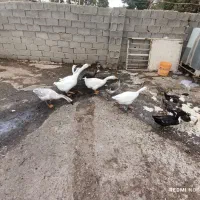 قوغاز