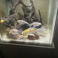 ماهی کوی|ماهی|یزد, |دیوار