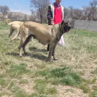 ماده سرابی اصیل