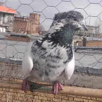 کبوتر کل دم سیاه