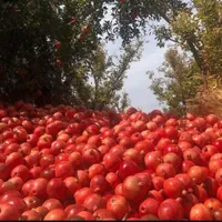 آب انار ،رب انار، آبلیمو وآبغوره|خوردنی و آشامیدنی|شیراز, عفیف‌آباد|دیوار