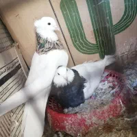 طوقی کرمانشاهی