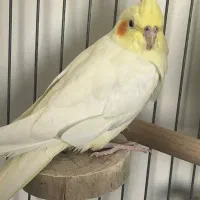 عروس هلندی تخم گذار