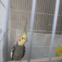 جفت عروس هلندی مولد سخنگو با جوجه