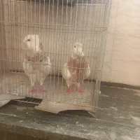 نروماده طوقی کفتر جوان زرد کمیاب بدون غلطی خفت