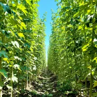 فروش نهال گـردو پیوندی با ضمانت کیفیت|خدمات باغبانی و درختکاری|کامیاران, |دیوار