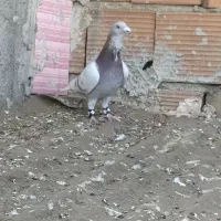 کبوتر فری و ساده خال