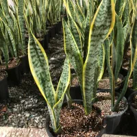 سانسوریا ابلق|گل و گیاه طبیعی|شهریار, شهریار|دیوار