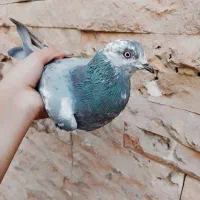 کفتر سوسکی