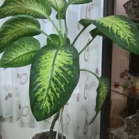 گل دی فنباخیا