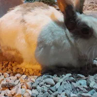 فروش خرگوش