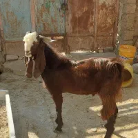 بز نر نجدی و افغانی هیکل درشت|حیوانات مزرعه|بندر ماهشهر, |دیوار