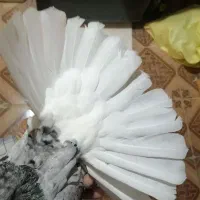 کبوتر دم سفید وشهری