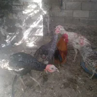 بوقله|حیوانات مزرعه|بوستان, |دیوار