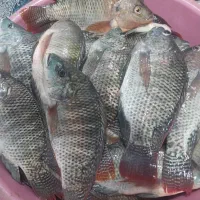 صیدروز ماهی شانگ هور تازه بخر