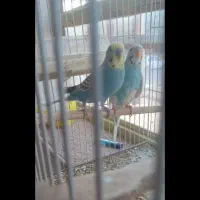 مرغ عشق جفت کار