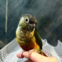 طوطی ،|پرنده|کرج, اصفهانی‌ها|دیوار