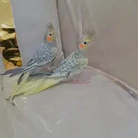 ۲ تا عروس هلندی دونه ۷۵۰