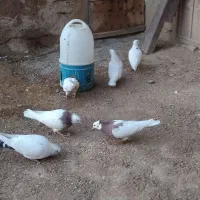 کفتر طوقی تهرانی|پرنده|اسدآباد, |دیوار